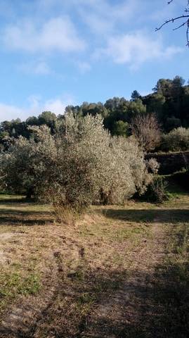 imagen 2 de Venta de olivar en Benifallet (Tarragona)