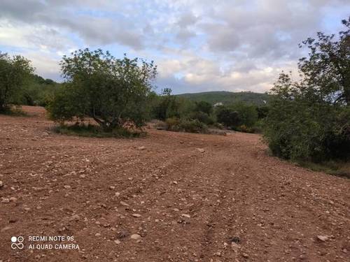imagen 3 de Venta de finca de algarrobos y bosque en Vespella de Gaia (Tarragona)