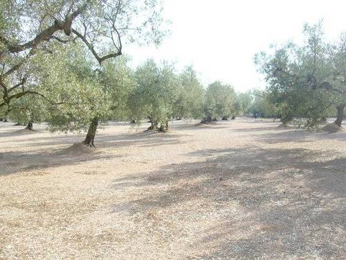 imagen 2 de Venta de terreno en La Galera (Tarragona)