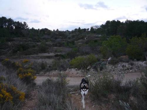 imagen 1 de Venta de finca rústica en Gandesa