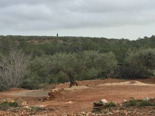 imagen 3 de Venta de finca con casa rural tradicional en L´Aldea (Tarragona)