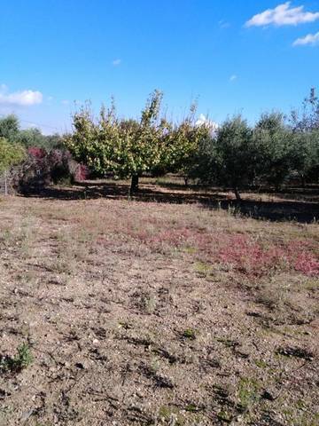 imagen 1 de Venta de finca de olivos a pie de carretera en Riudoms