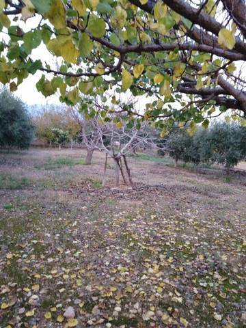 imagen 1 de Venta de finca de olivos a pie de carretera en Riudoms