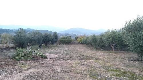 imagen 2 de Venta de finca de olivos a pie de carretera en Riudoms