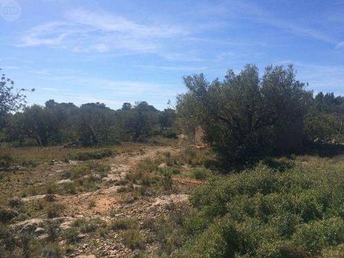imagen 2 de Venta de finca con olivos y algarrobos en Hospitalet d´Infant (Tarragona)