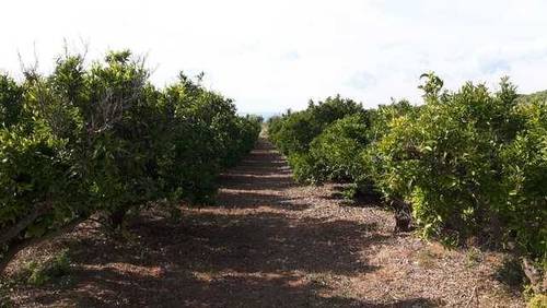 imagen 1 de Venta de finca de mandarinos, nave y casa en Ulldecona