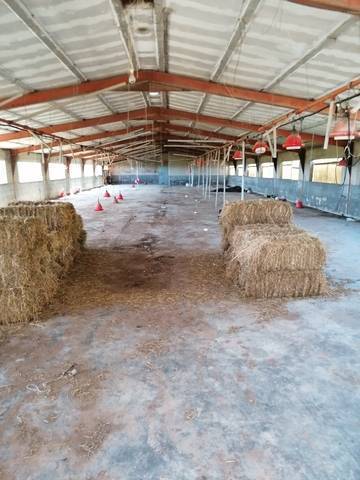 imagen 3 de Venta de finca de mandarinos, nave y casa en Ulldecona