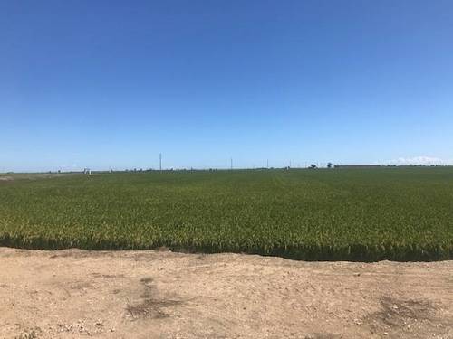 imagen 1 de Venta de arrozal en Tarragona
