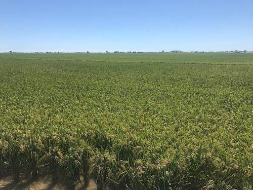 imagen 1 de Venta de arrozal en Tarragona