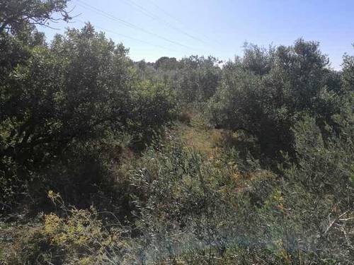 imagen 1 de Venta de finca para cultivar en Valldemoll (Tarragona)