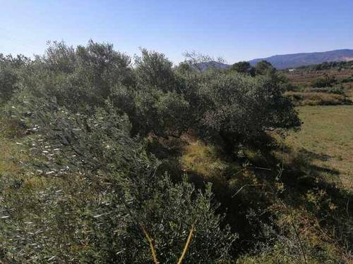imagen 2 de Venta de finca para cultivar en Valldemoll (Tarragona)