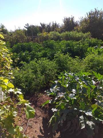 imagen 1 de Venta de terreno de regadío bien ubicado en Pallaresos (Tarragona)