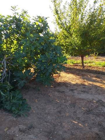 imagen 1 de Venta de terreno de regadío bien ubicado en Pallaresos (Tarragona)