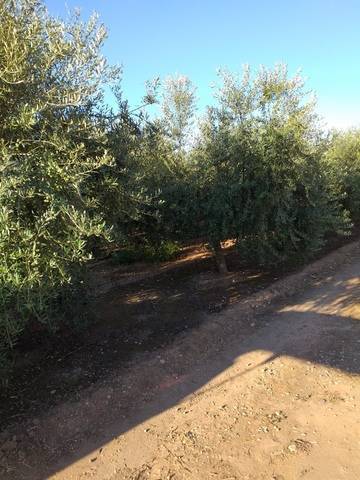 imagen 2 de Venta de terreno de regadío bien ubicado en Pallaresos (Tarragona)