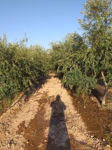 imagen 3 de Venta de terreno de regadío bien ubicado en Pallaresos (Tarragona)