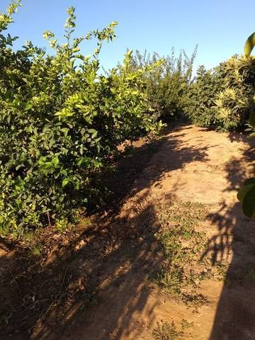 imagen 4 de Venta de terreno de regadío bien ubicado en Pallaresos (Tarragona)