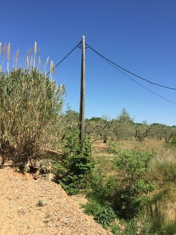 imagen 1 de Venta de terreno de avellanos en Constanti (Tarragona)