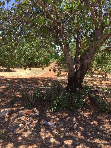 imagen 2 de Venta de terreno de avellanos en Constanti (Tarragona)