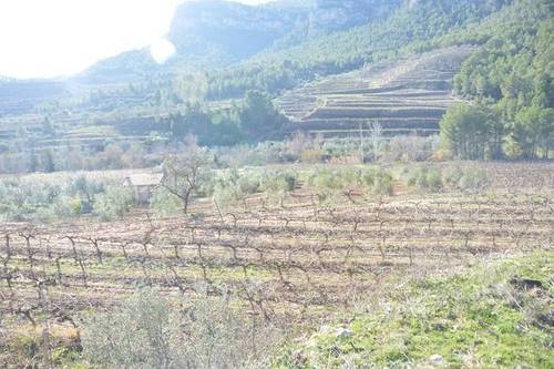 imagen 1 de vVenta de finca rústica de regadío en La Vilella Baixa