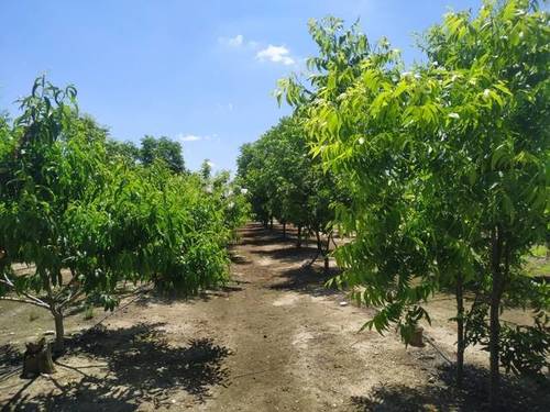 imagen 2 de Venta de finca con masía para reformar en Bitem (Tarragona)