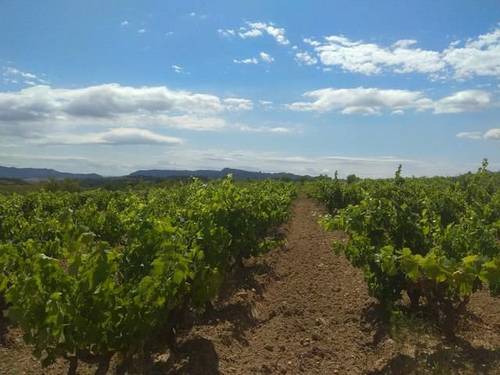 imagen 1 de Venta de viñedo ecológico en Gandesa (Tarragona)