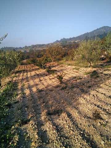 imagen 1 de Terreno  con olivos y buen acceso en Cornudella del Montsant