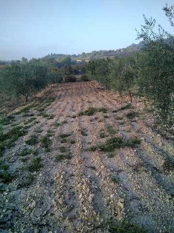 imagen 1 de Terreno  con olivos y buen acceso en Cornudella del Montsant