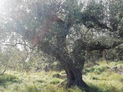 imagen 1 de Venta de terreno con olivos jóvenes en Riudecanyes