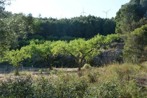 imagen 1 de Venta de finca rústica con almendros en Cabra del Camp