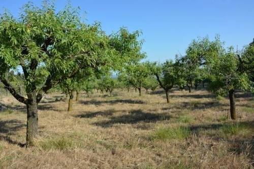 imagen 1 de Venta de finca rústica con almendros en Cabra del Camp