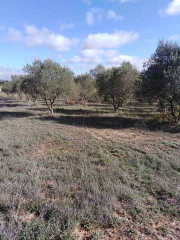 imagen 1 de Venta de casa rural con olivar en Esplugas de Francoli