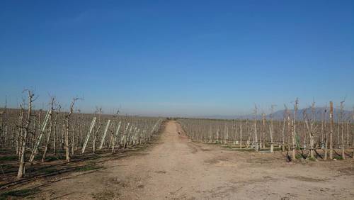 imagen 7 de Fantástica finca de peras en intensivo