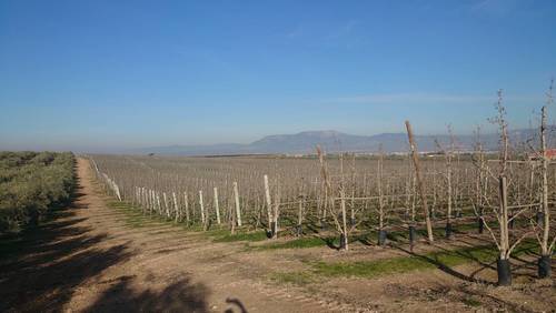 imagen 6 de Fantástica finca de peras en intensivo