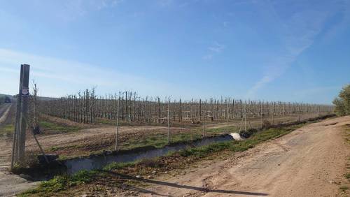imagen 18 de Fantástica finca de peras en intensivo