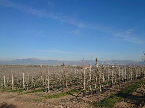 imagen 2 de Fantástica finca de peras en intensivo