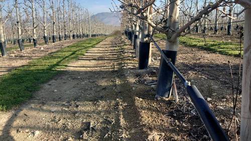 imagen 5 de Fantástica finca de peras en intensivo