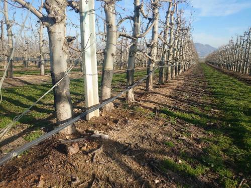 imagen 4 de Fantástica finca de peras en intensivo
