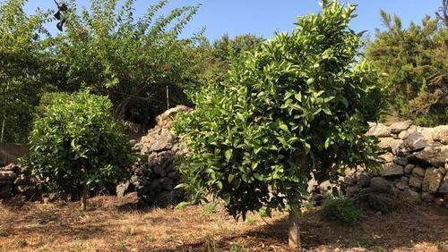 imagen 1 de Venta de finca vallada y con buen acceso en Garachico (Tenerife)