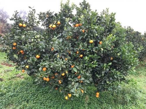imagen 2 de Venta de terreno con frutales en Tenerife