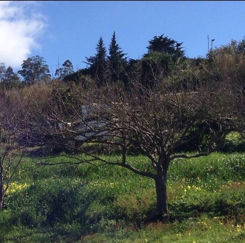 imagen 3 de Venta de terreno con frutales en Tenerife