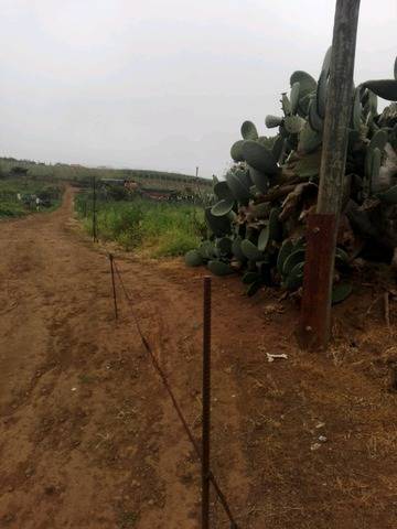 imagen 2 de Venta de finca con casa prefabricada en Tacoronte (Tenerife)