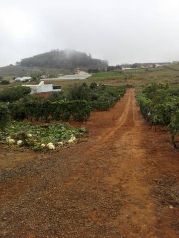 imagen 3 de Venta de finca con casa prefabricada en Tacoronte (Tenerife)