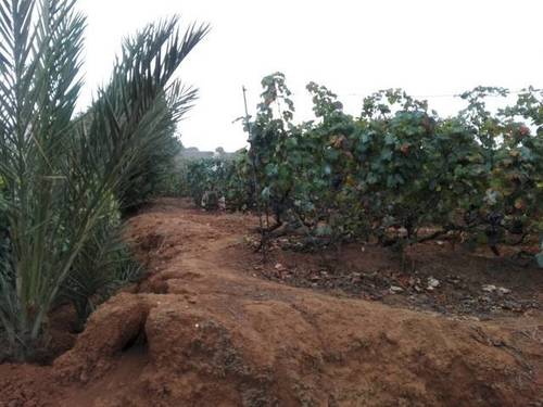 imagen 1 de Venta de finca con casa prefabricada en Tacoronte (Tenerife)