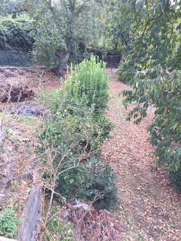 imagen 5 de Venta de casa rural con terreno en La Orotava (Tenerife)