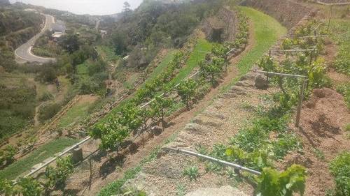 imagen 1 de Venta de parcelas de cultivo con distintas posibilidades en Fasnia