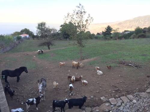 imagen 6 de Venta de finca con vivienda y terreno para animales en Los Realejos (Tenerife)