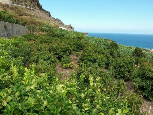 imagen 1 de Se vende finca con frutales en Buenavista del Norte (Tenerife)