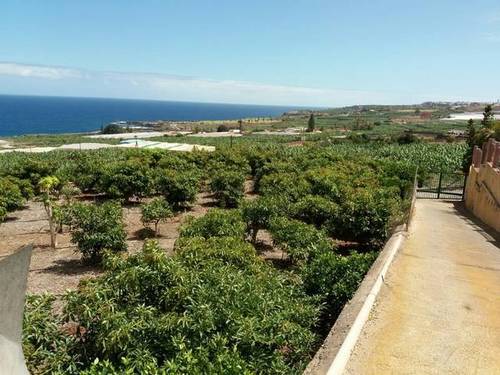 imagen 2 de Se vende finca con frutales en Buenavista del Norte (Tenerife)