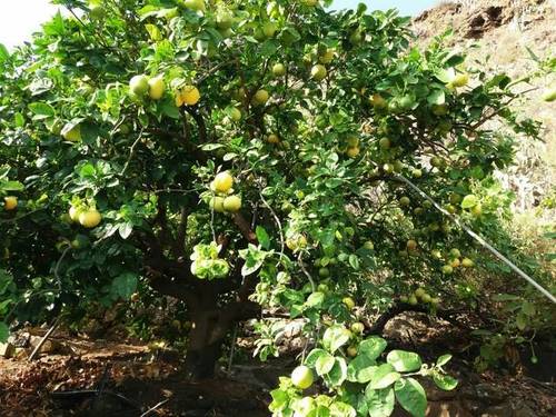 imagen 3 de Se vende finca con frutales en Buenavista del Norte (Tenerife)