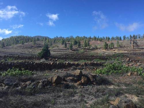 imagen 1 de Venta de bonita finca con casa a restaurar en Vilaflor